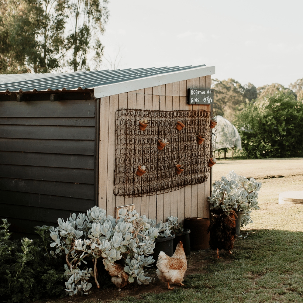 Lucknow Project Chicken Coop