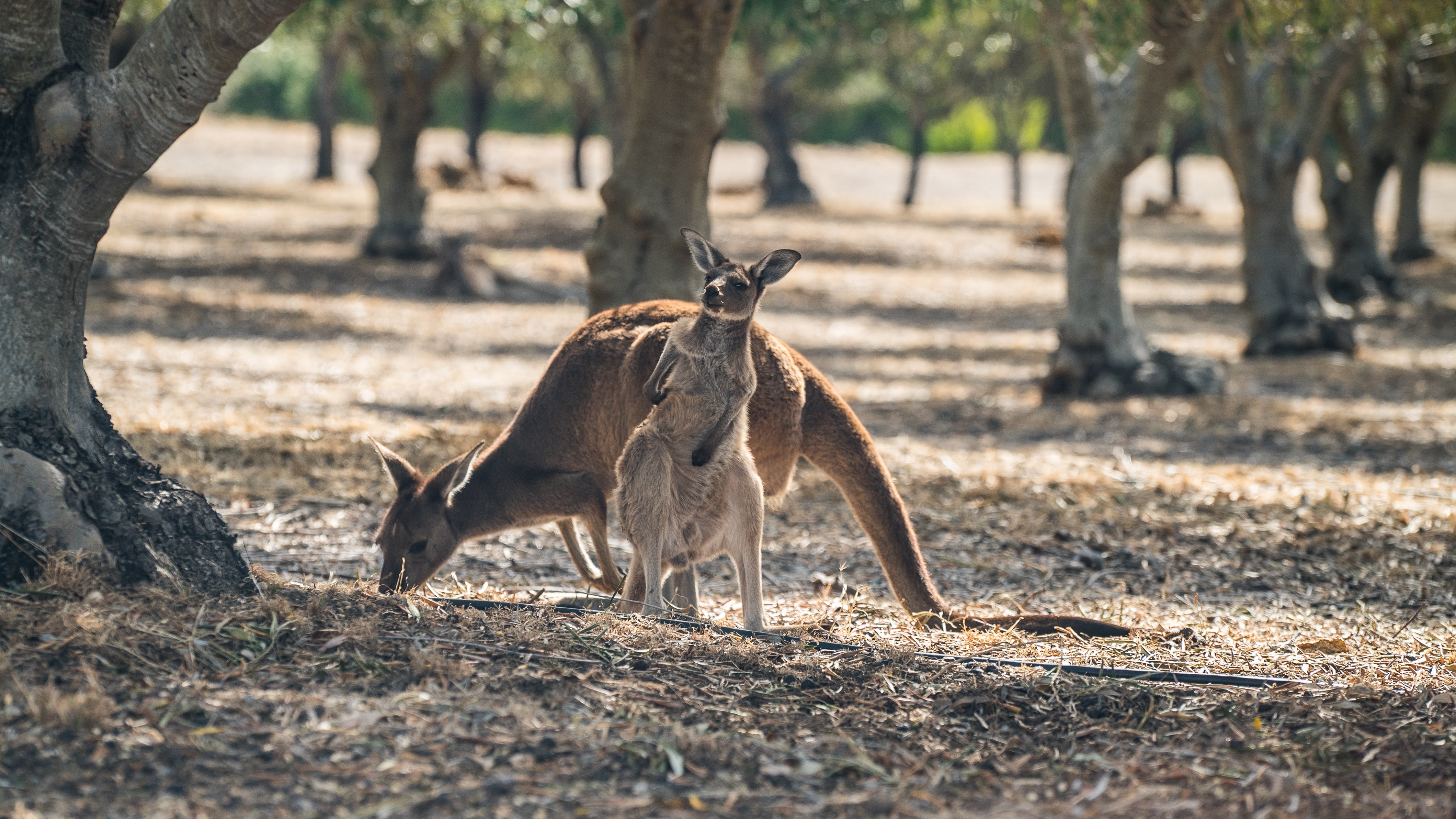 kangaroo