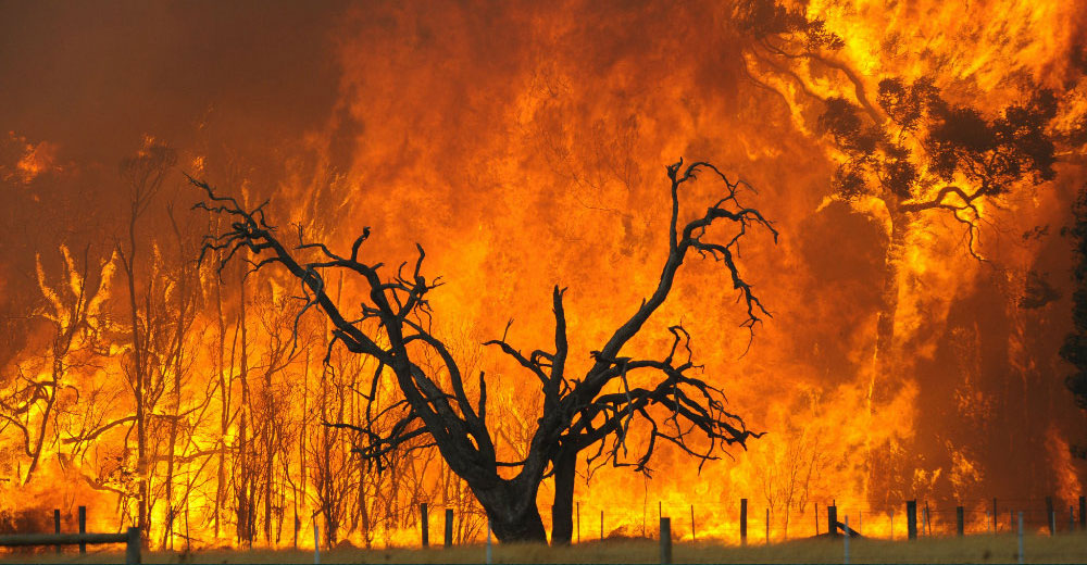 Bushfire Attack Levels: What You Need To Know Before You Build